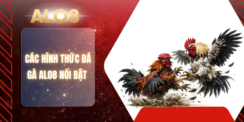 Các hình thức đá gà ALO8 nổi bật 